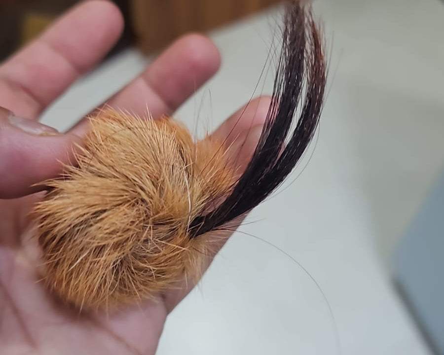 ORIGINAL SIYAR SINGI Male & Female