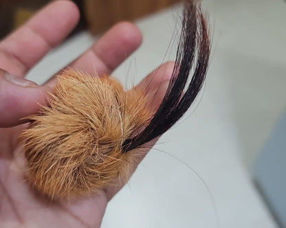 ORIGINAL SIYAR SINGI Male & Female