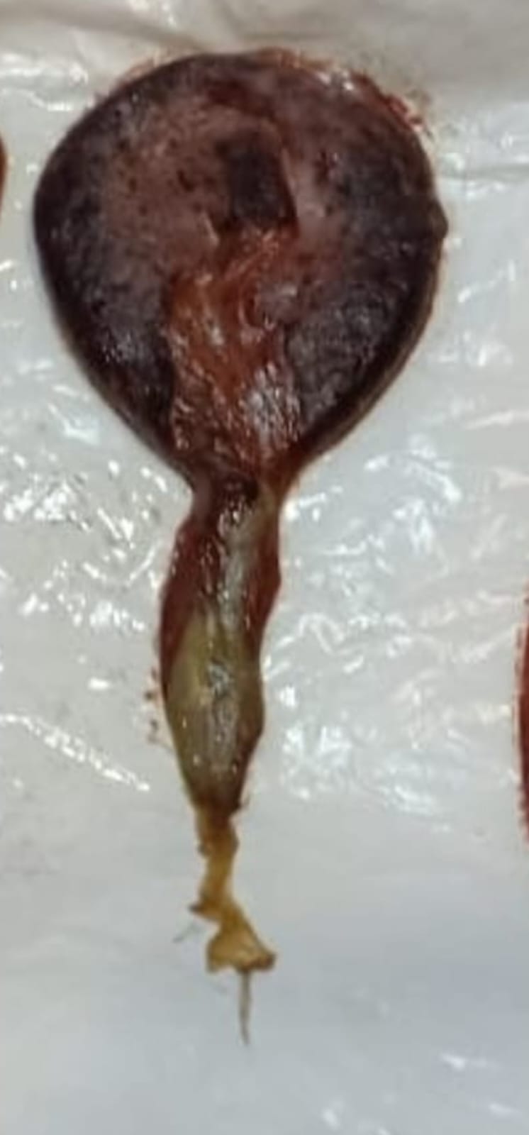 NATURAL KALI BILLI KI JER