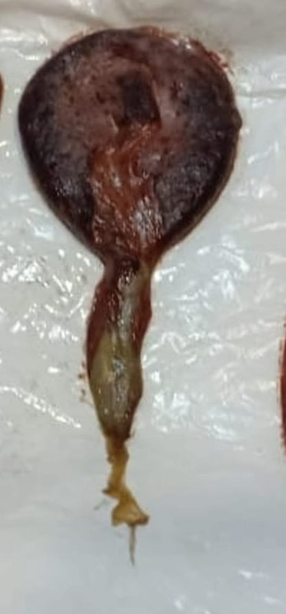 NATURAL KALI BILLI KI JER