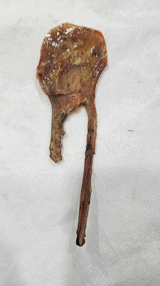 NATURAL KALI BILLI KI JER