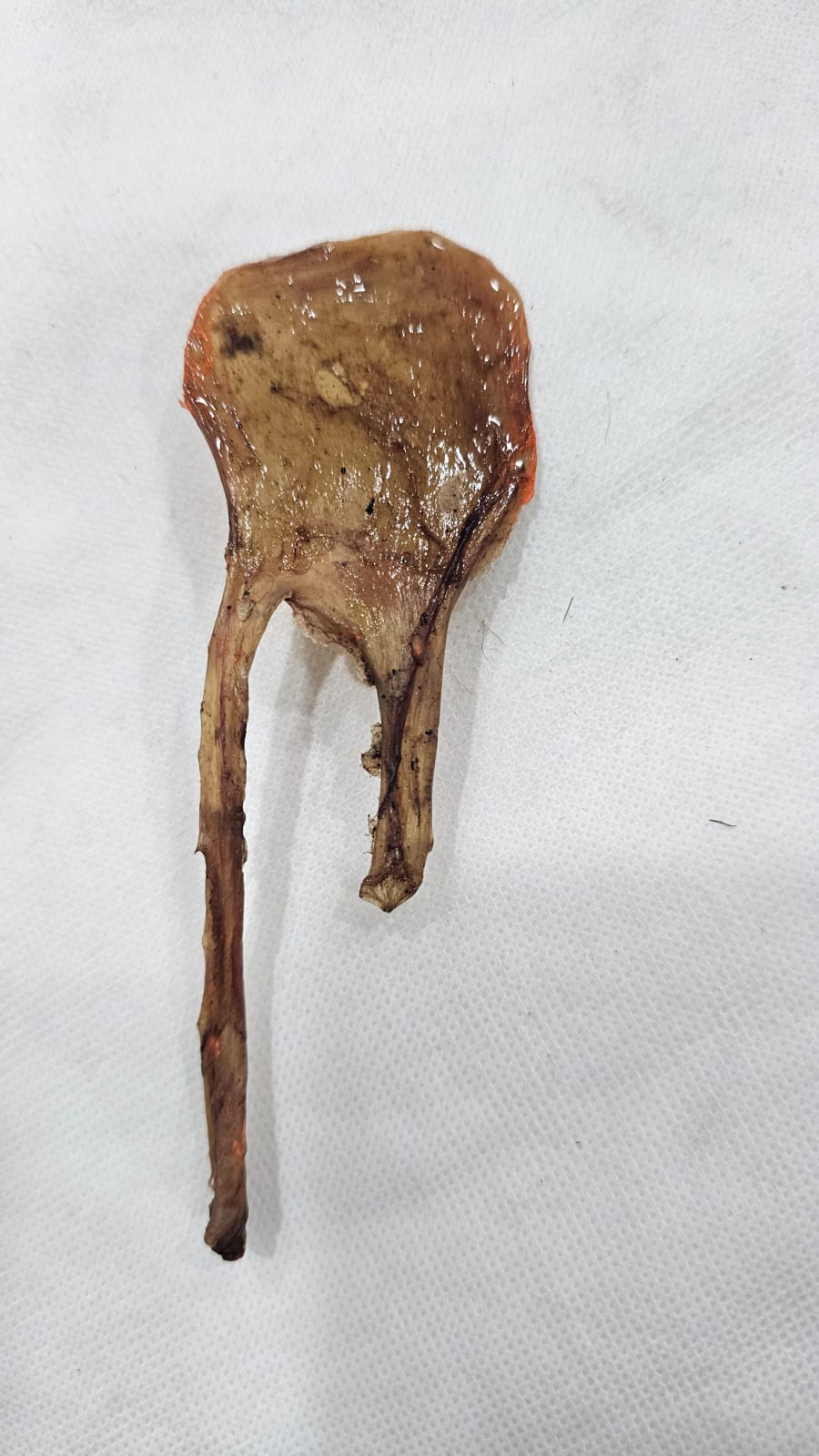 NATURAL KALI BILLI KI JER