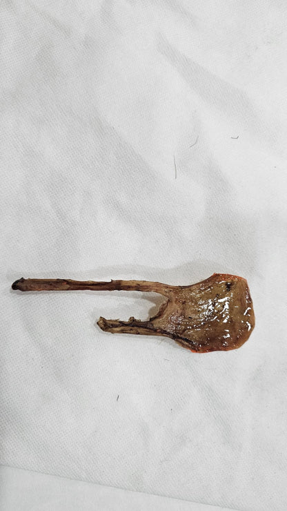 NATURAL KALI BILLI KI JER