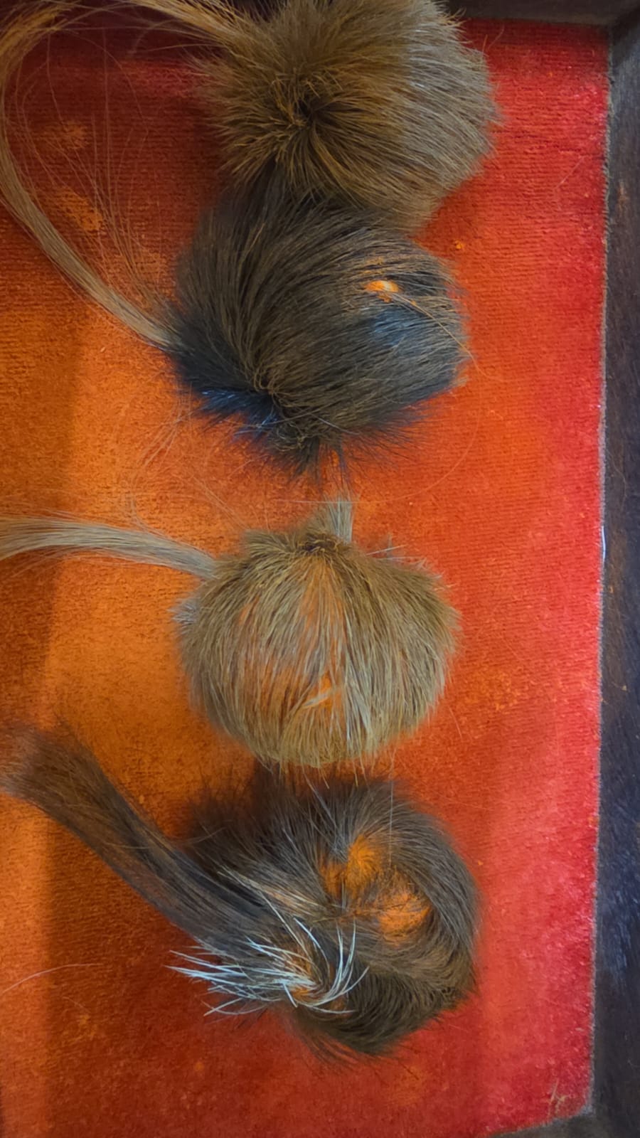 ORIGINAL SIYAR SINGI Male & Female