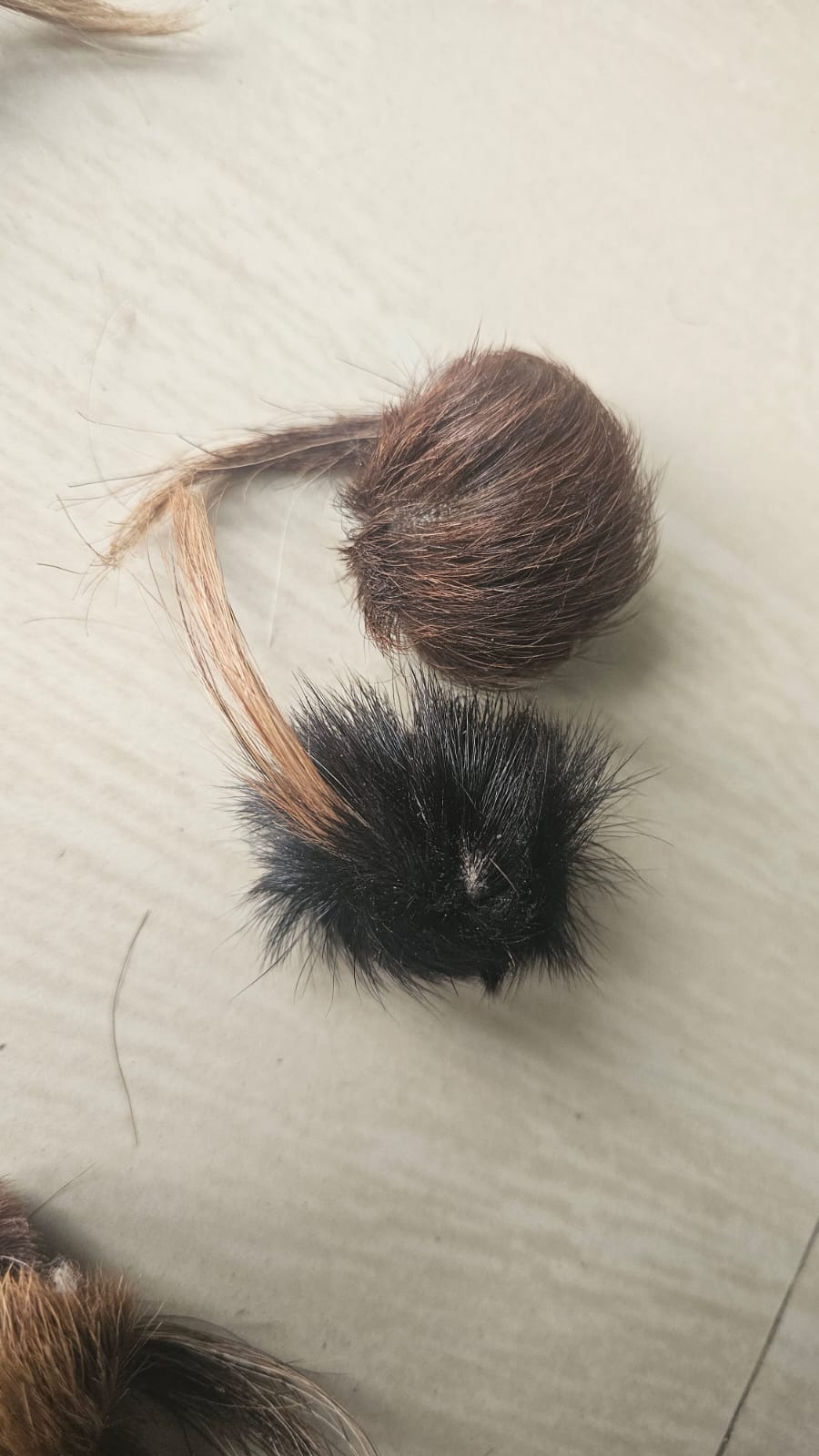 ORIGINAL SIYAR SINGI Male & Female