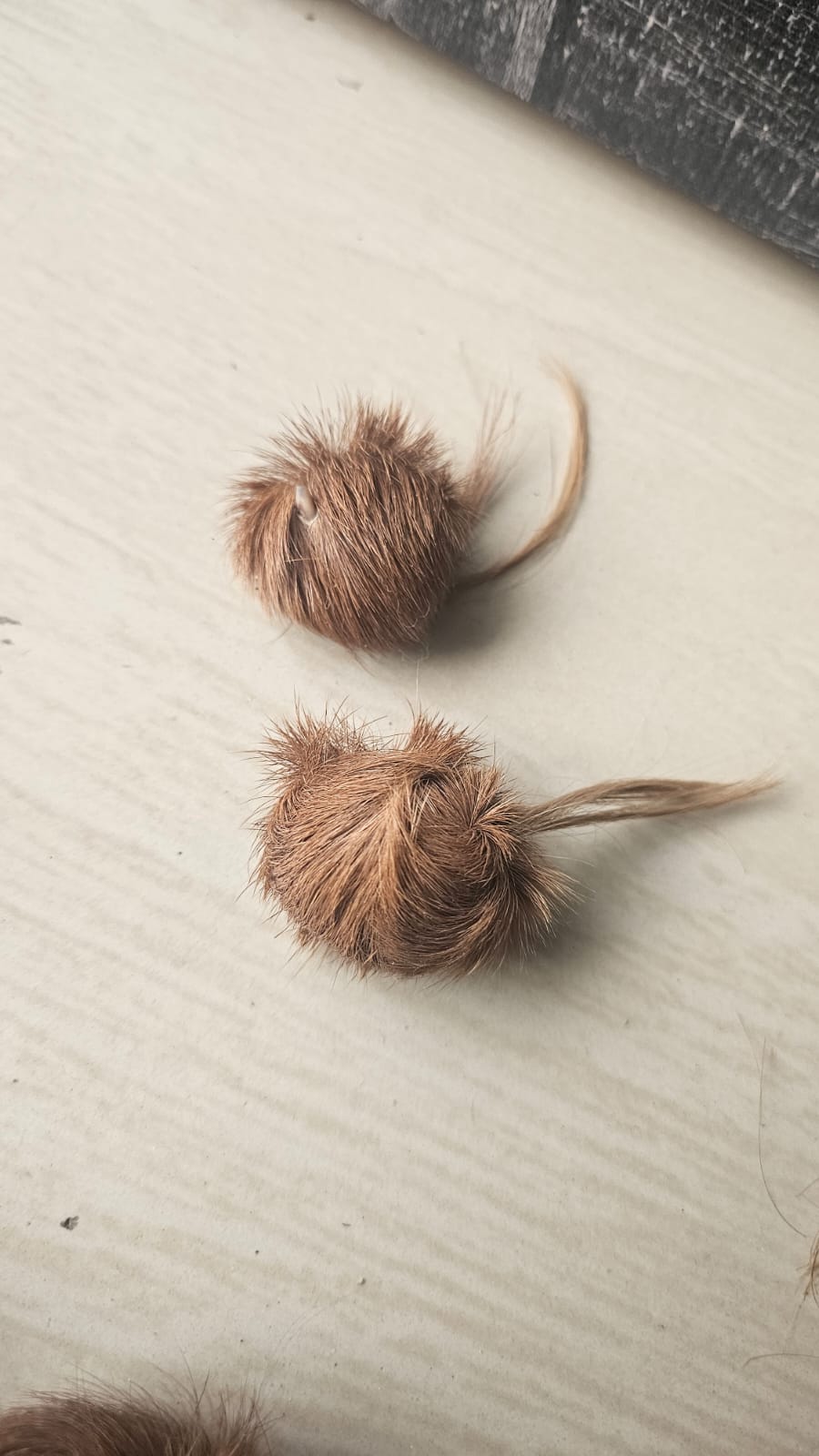 ORIGINAL SIYAR SINGI Male & Female