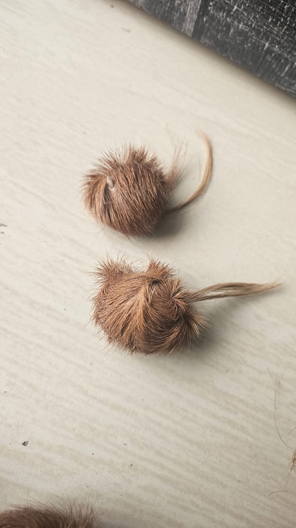 ORIGINAL SIYAR SINGI Male & Female