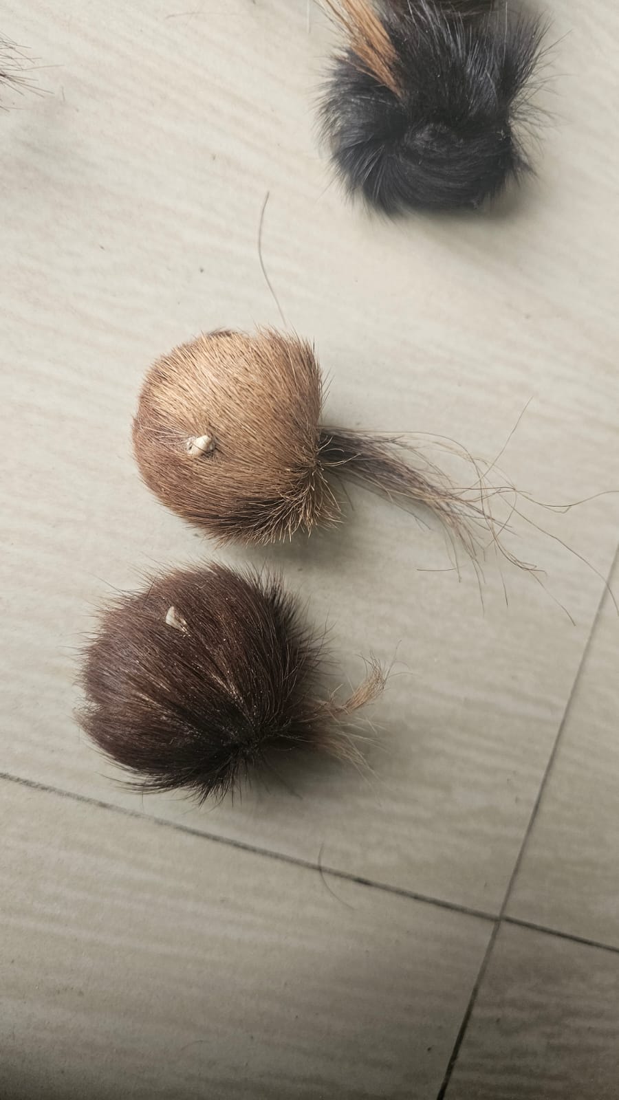 ORIGINAL SIYAR SINGI Male & Female